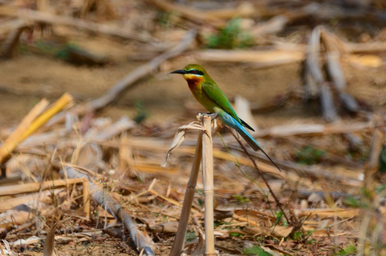 Merops philippinus Merops philippinus